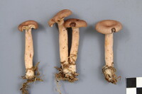 Lactarius vietus image